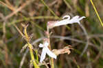 Shortleaf lobelia